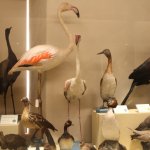 Museo di Storia naturale di Calci di Pisa, particolare della collezione ornitologica | Foto F. Andreone 